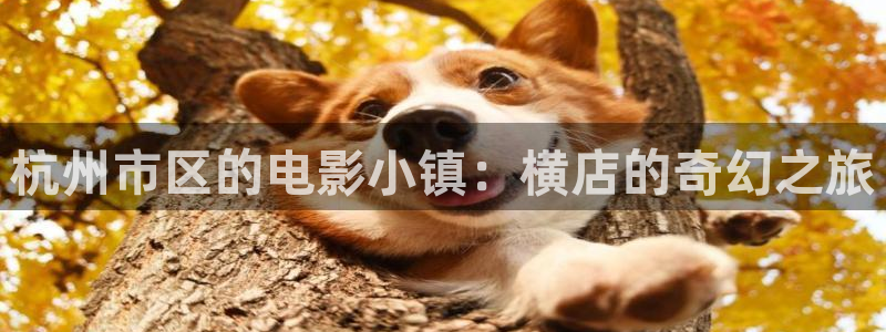 四虎yy影院