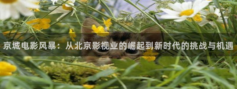 四虎yy影院